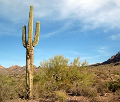 un cactus in deşert